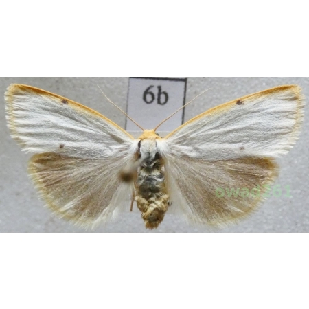 Cybosia mesomella (Linnaeus, 1758) Czech6b